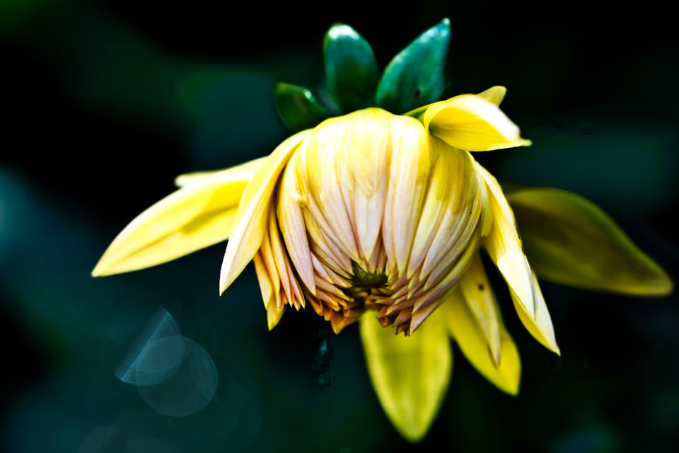 A Flower Close Up 001
