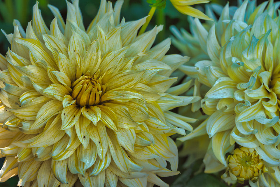 Flowers Close Up 003