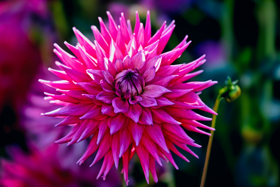 A Flower Close Up 002