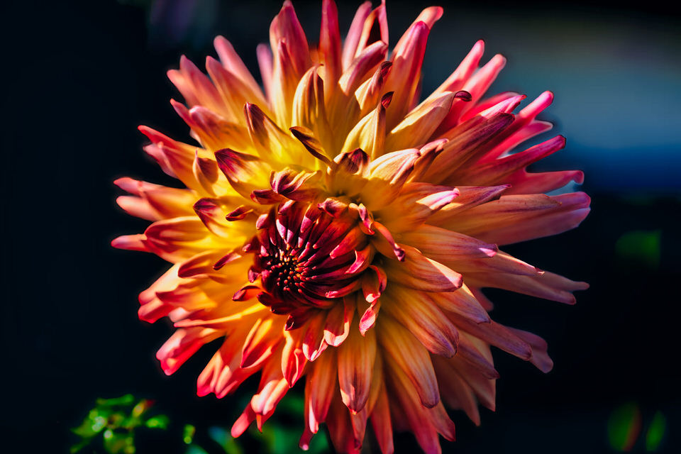 Flower Close Up 004