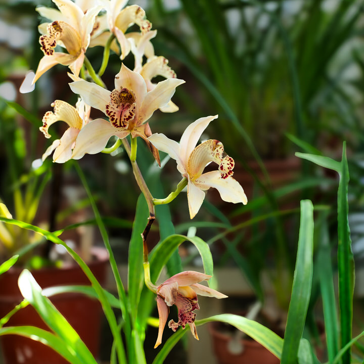 The Botanic Gardens in March 2016 The Botanic Gardens in March 2016