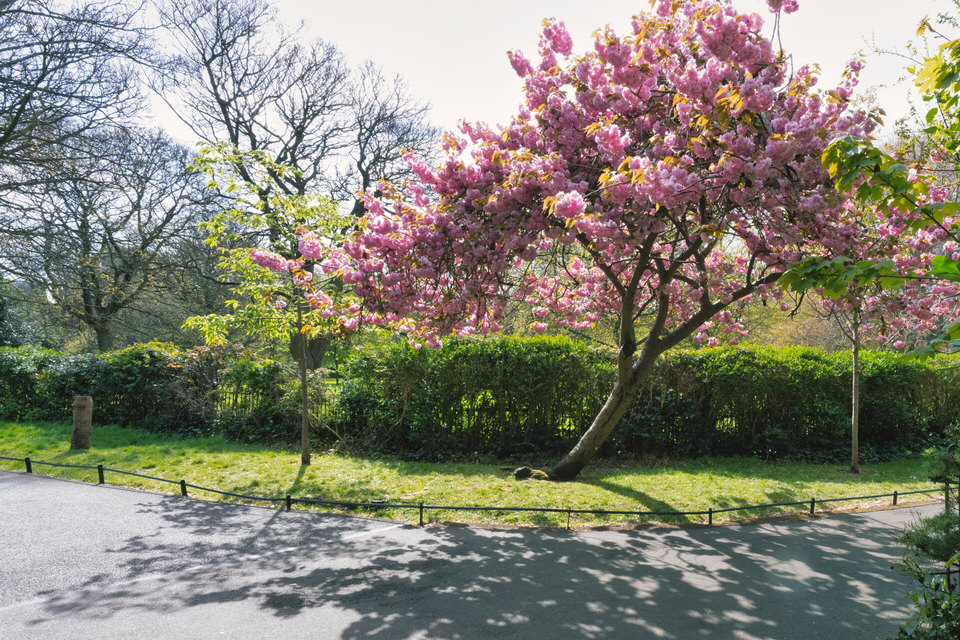  Cherry Blossoms In St Stephens Green 