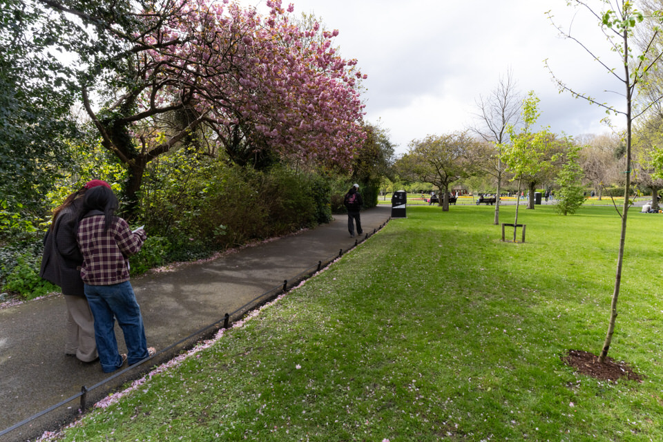 Cherry Blossoms In St Stephens Green