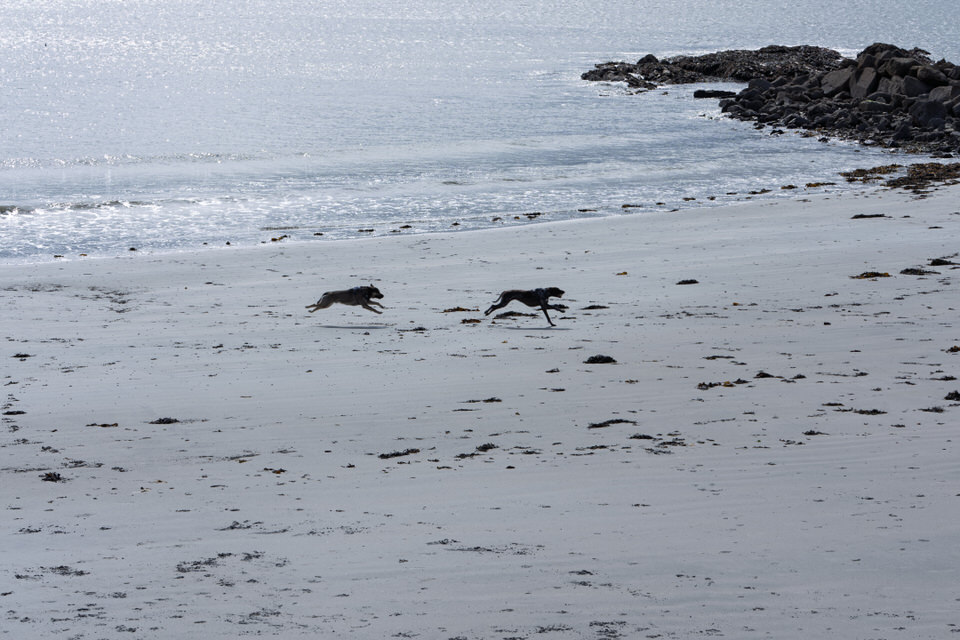  Many Dogs On The Beaches 