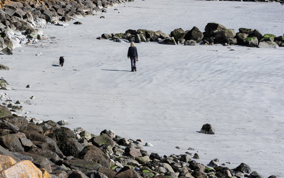 Many Dogs On The Beaches