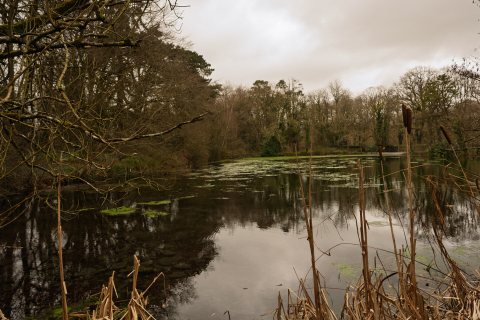  The Duck Pond At Kilkenny Castle Park 