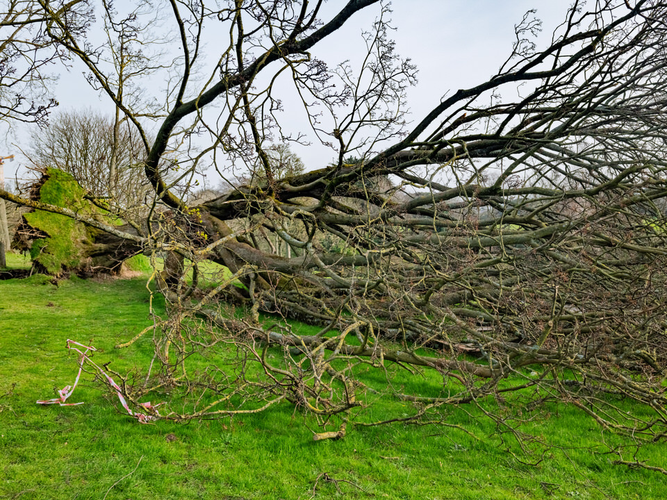  When Phoenix Park’s Giants Fall 