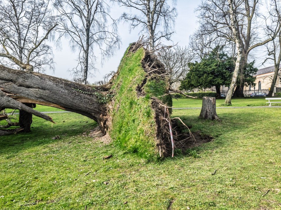 When Phoenix Park’s Giants Fall