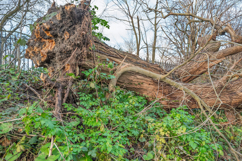  Donnybrook Greenway And Uprooted Trees