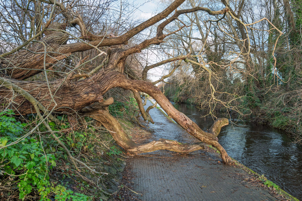 Donnybrook Greenway And Uprooted Trees