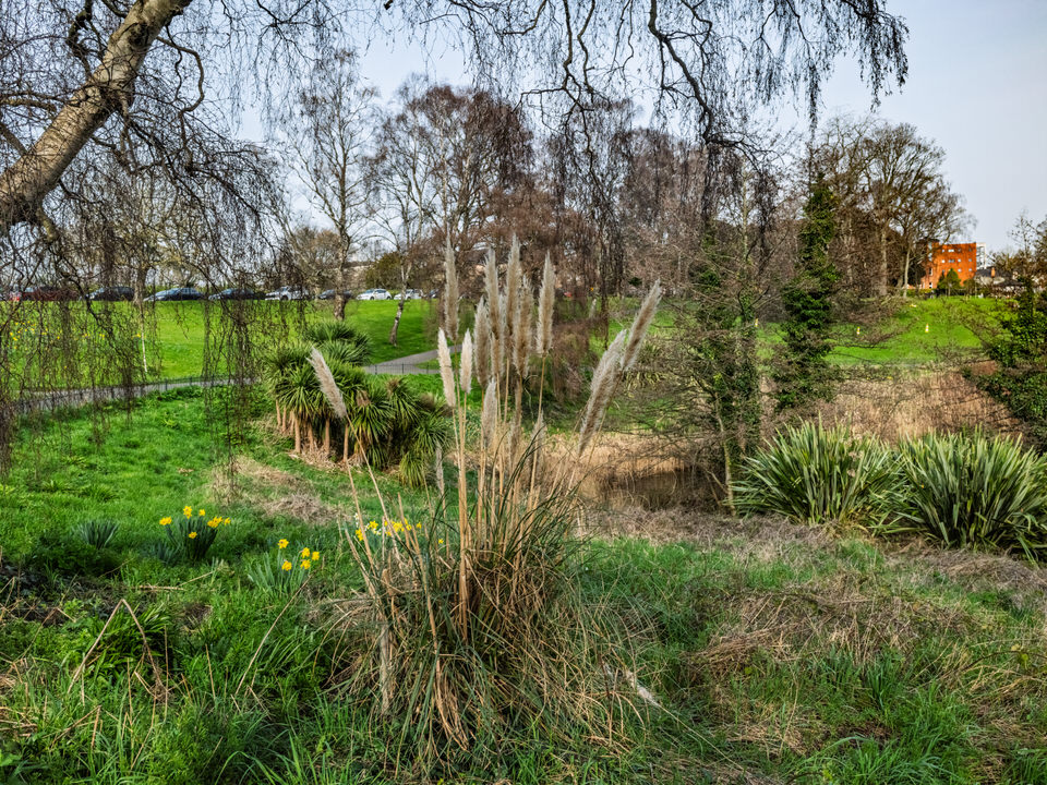 The Pond Area