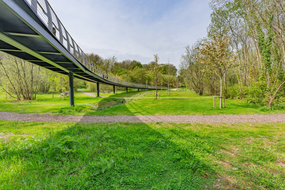 Elevated Tree Walkway In Cork