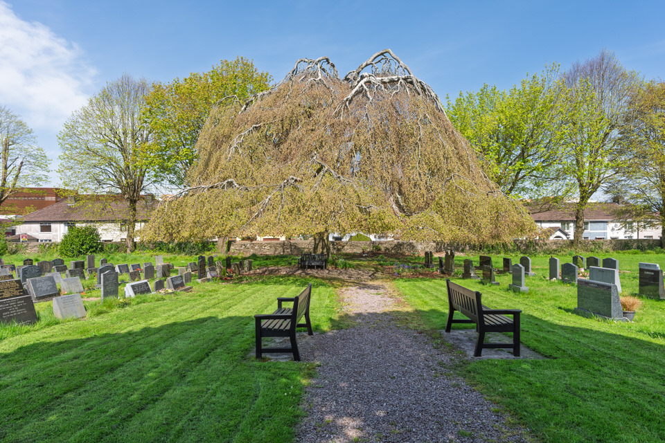 Weeping Beech At St Lukes In Douglas
