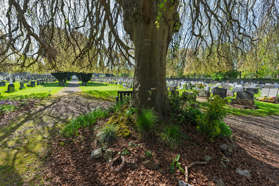 Weeping Beech At St Lukes In Douglas 