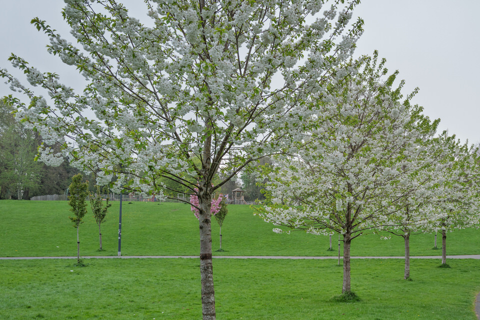  White Blossom Trees At Bushy Park